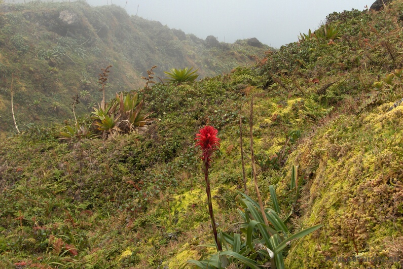 Guadeloupe_11.JPG