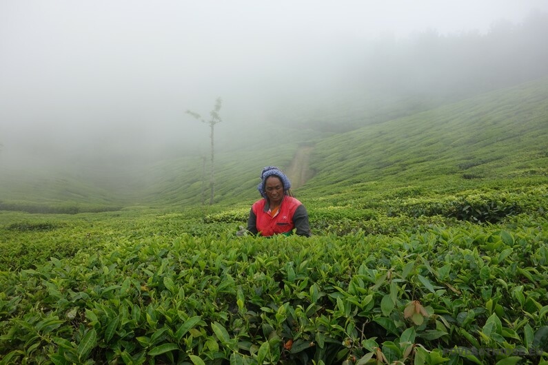 Indie Munnar