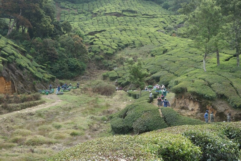 Indie Munnar