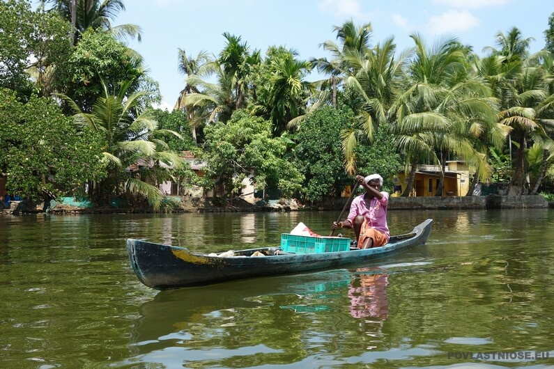 Indie Alleppey