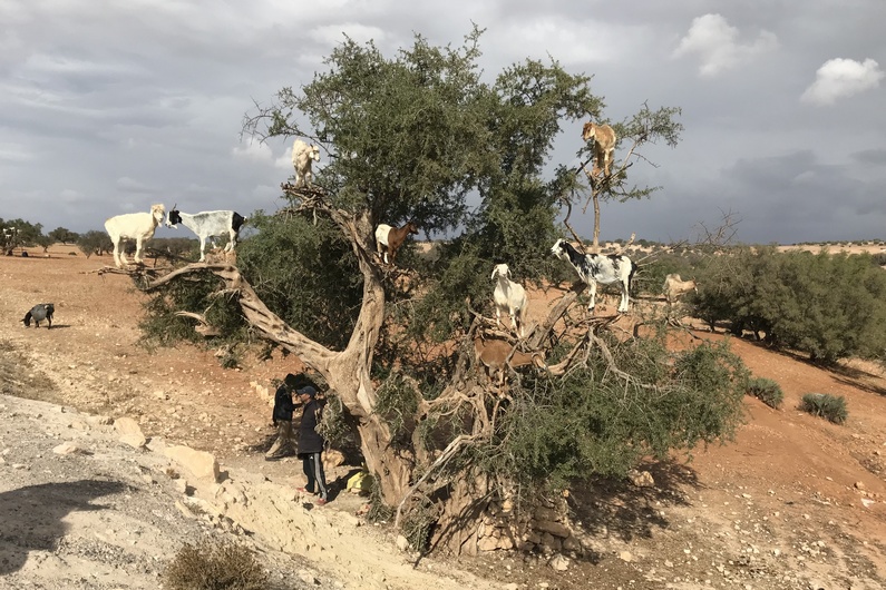 11 Maroko Essaouira arganovy olej