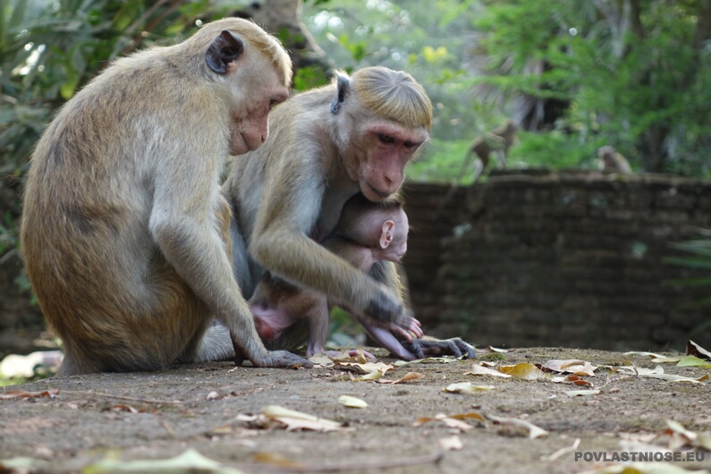 Sri_Lanka_29.JPG