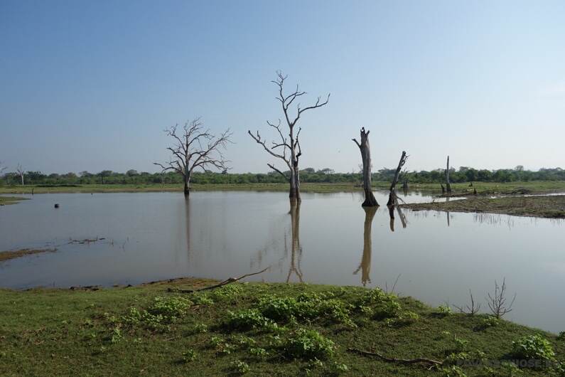 Sri_Lanka_71.JPG