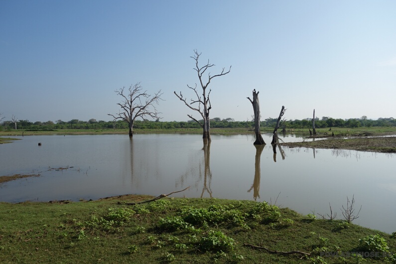 Sri Lanka 71