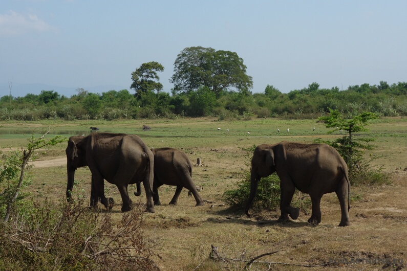 Sri Lanka Uda Walawe