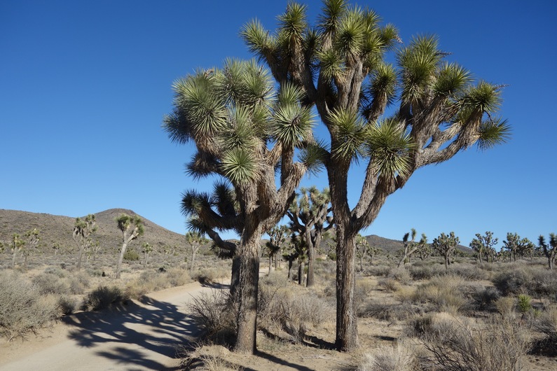 USA Joshua Tree