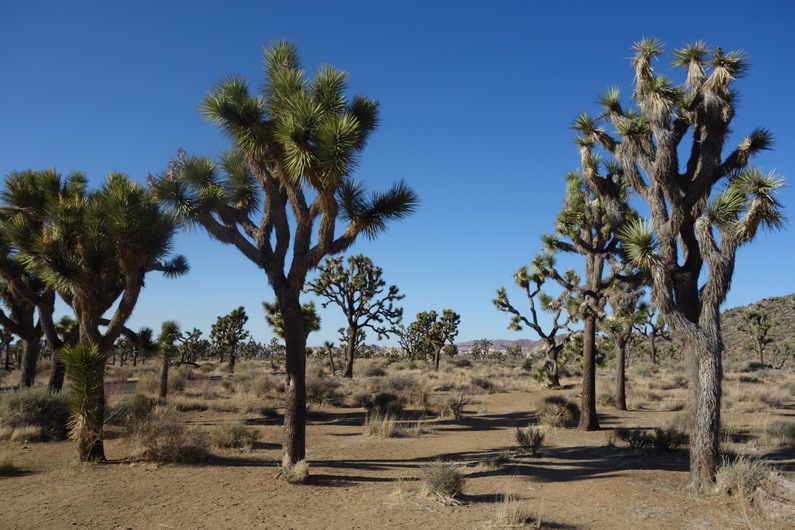 USA Joshua Tree